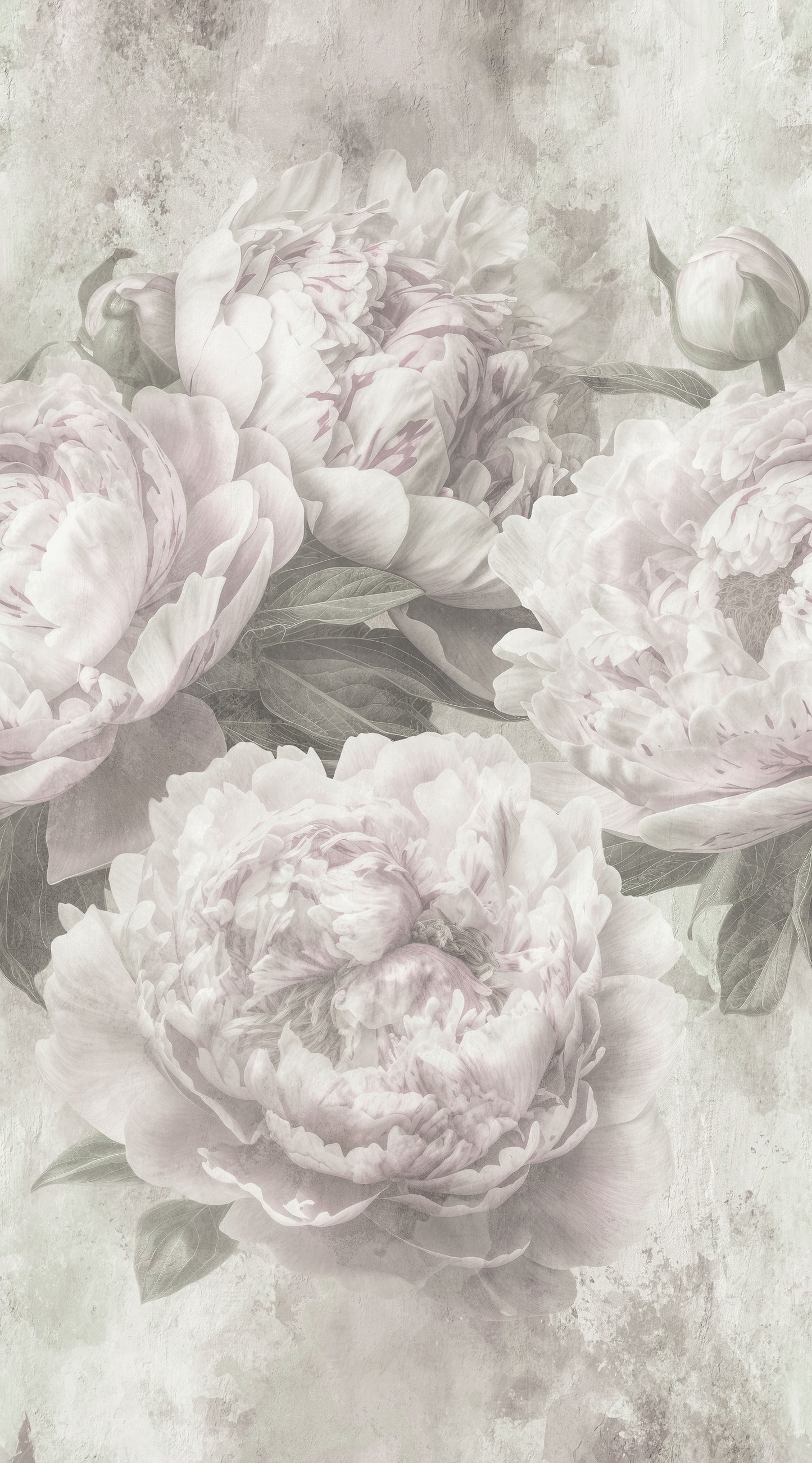 PEONY