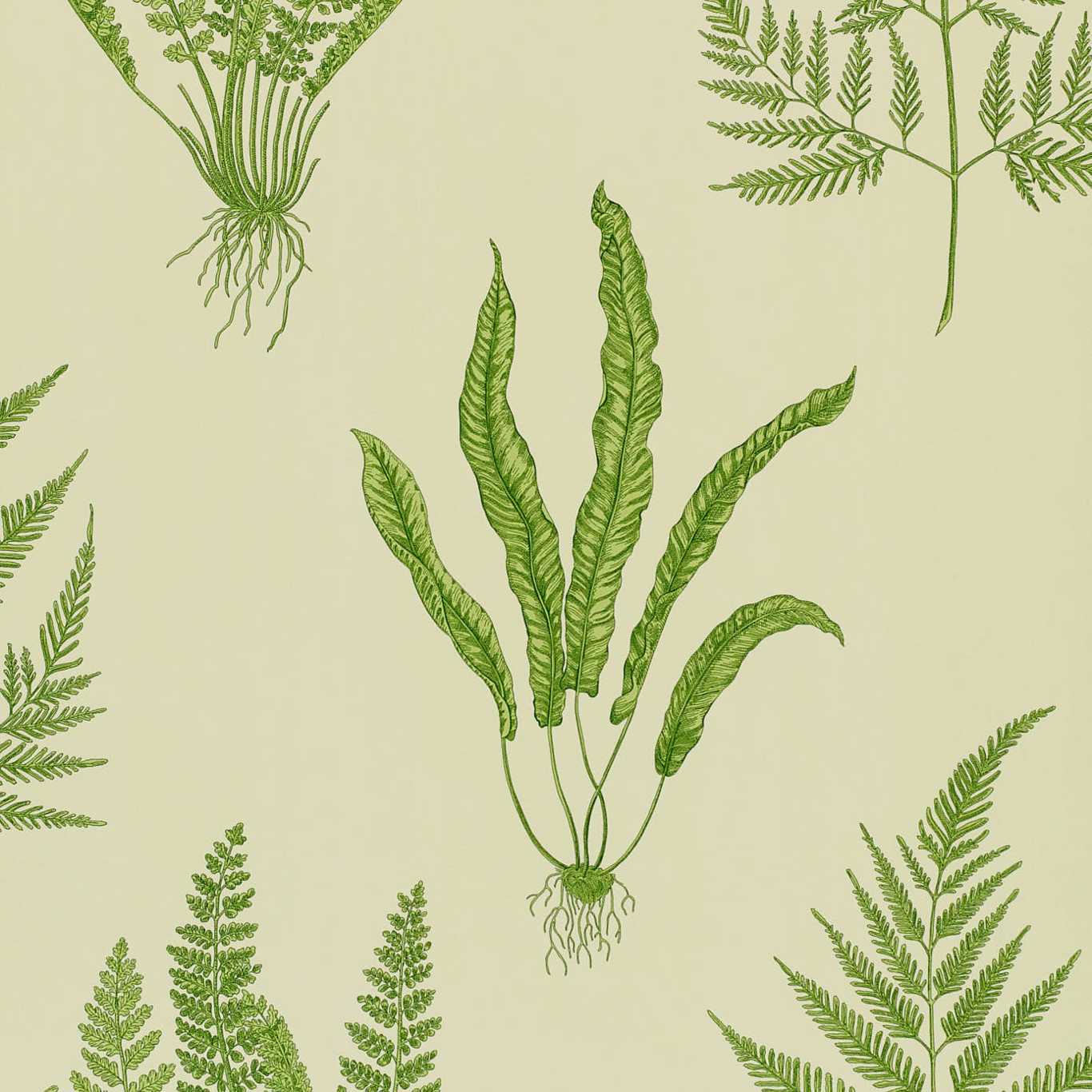 WOODLAND FERNS