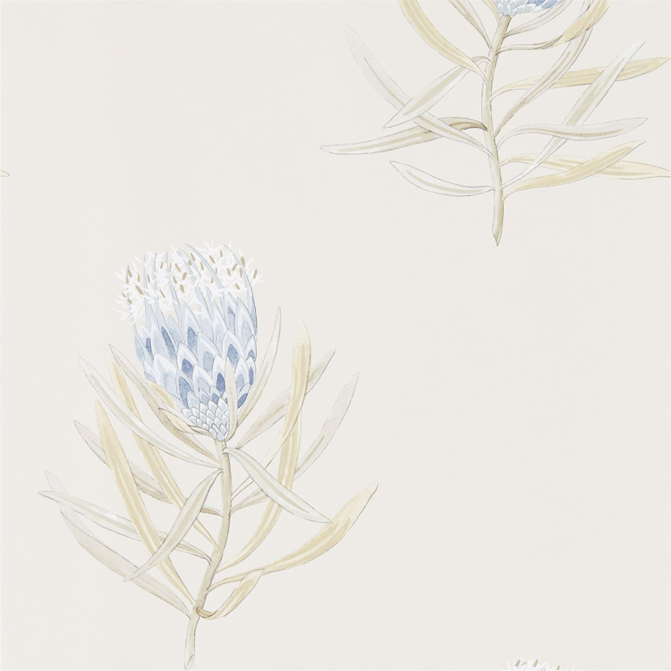 PROTEA FLOWER
