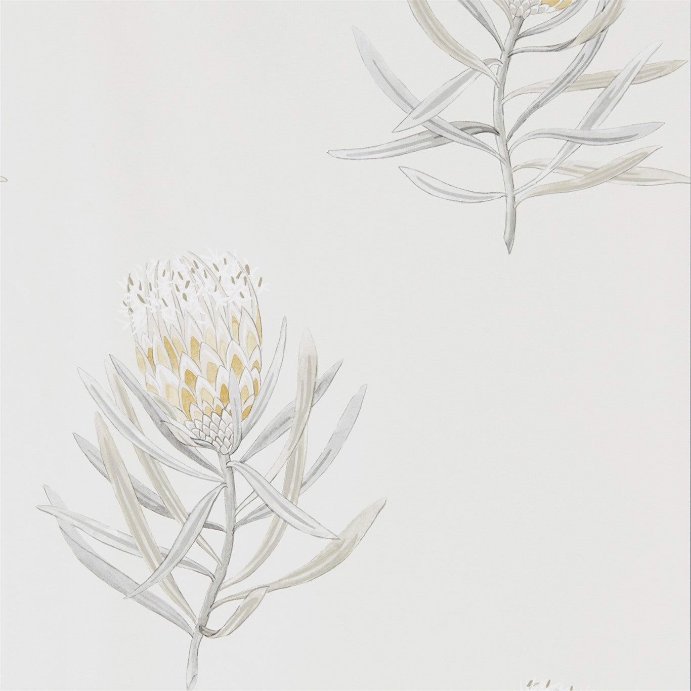 PROTEA FLOWER