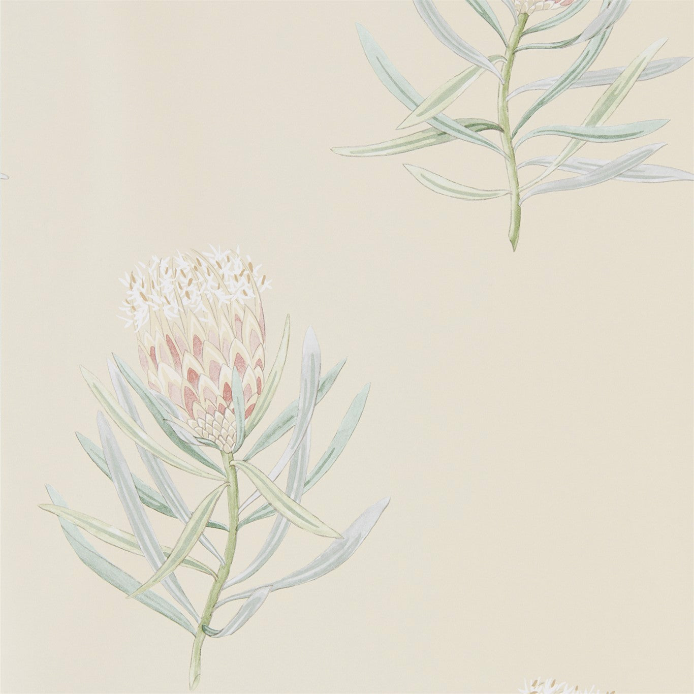 PROTEA FLOWER