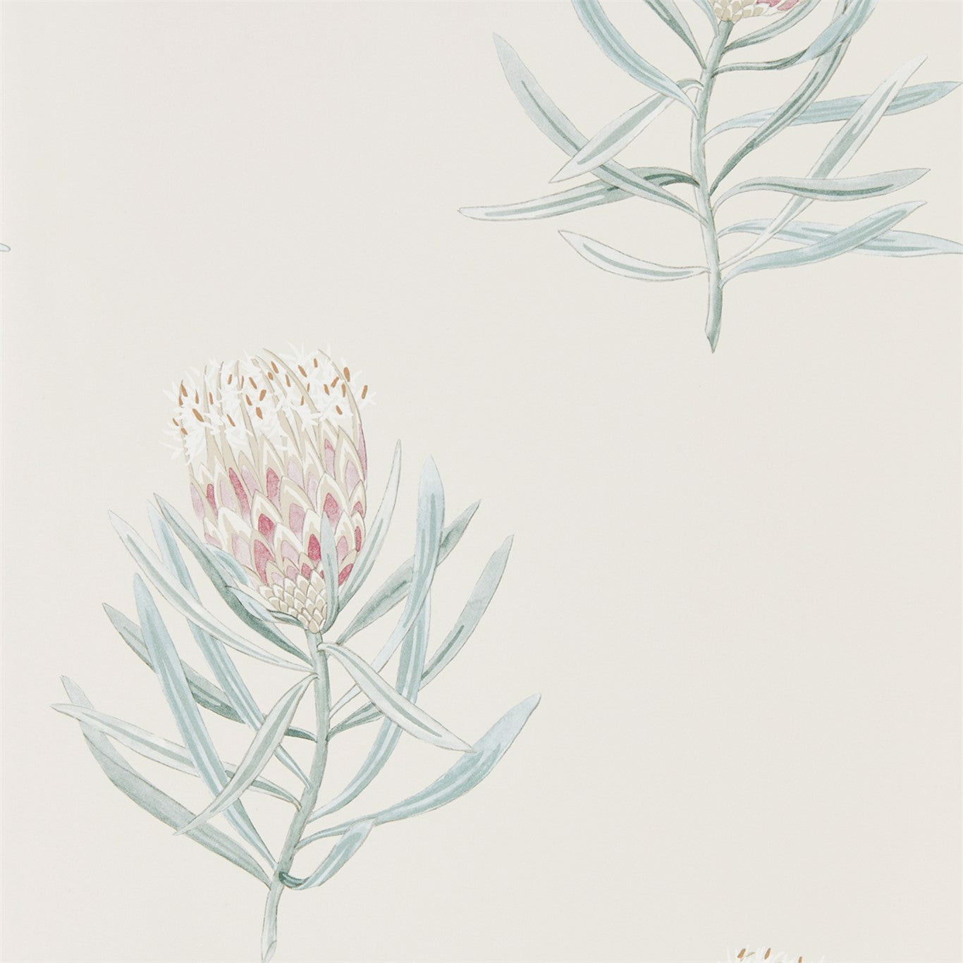 PROTEA FLOWER