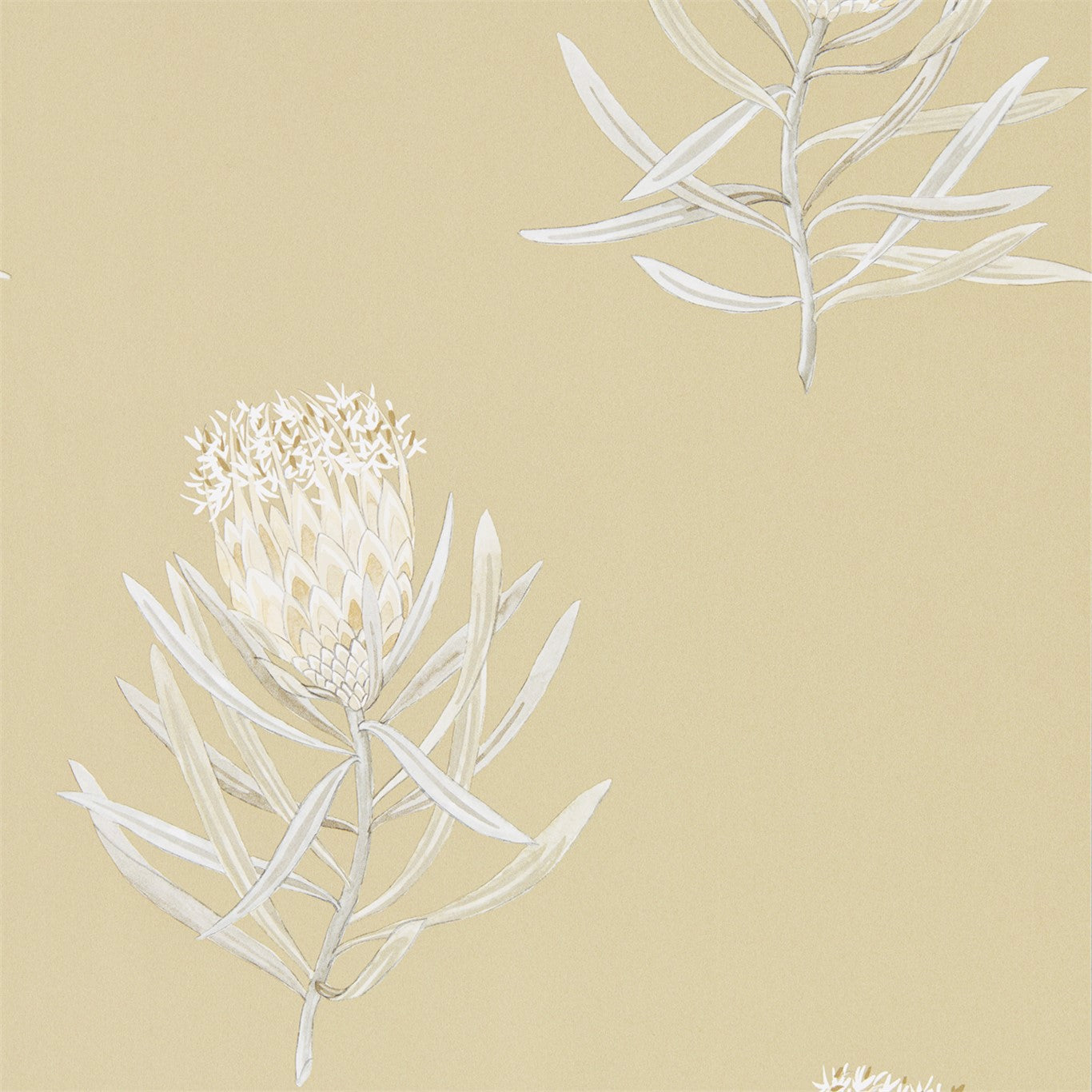 PROTEA FLOWER