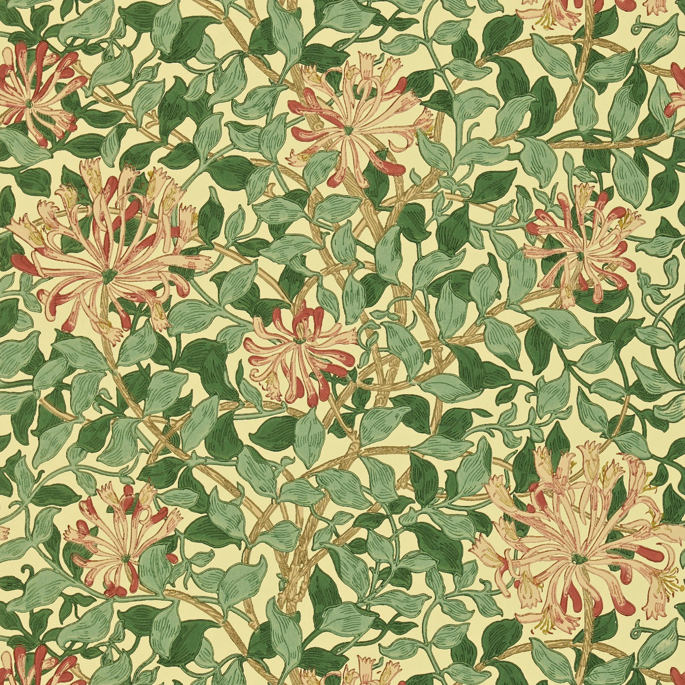 HONEYSUCKLE