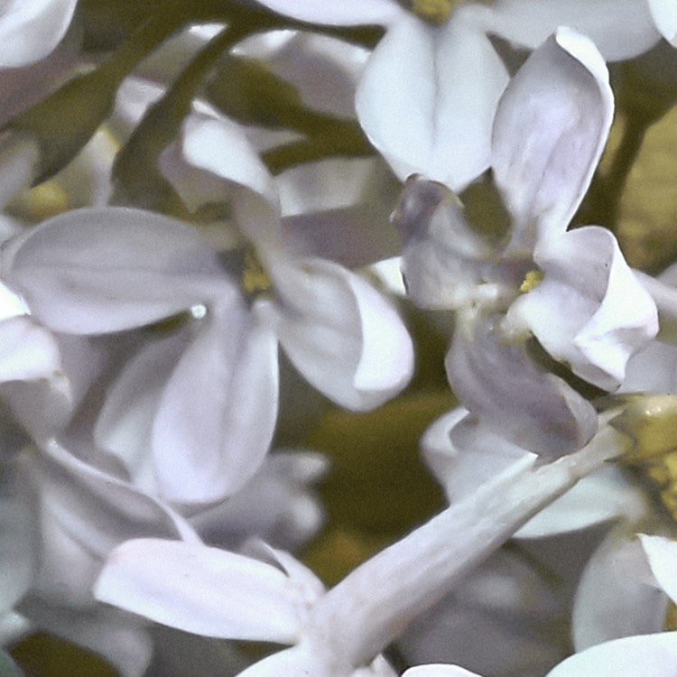 Gentle Bloom