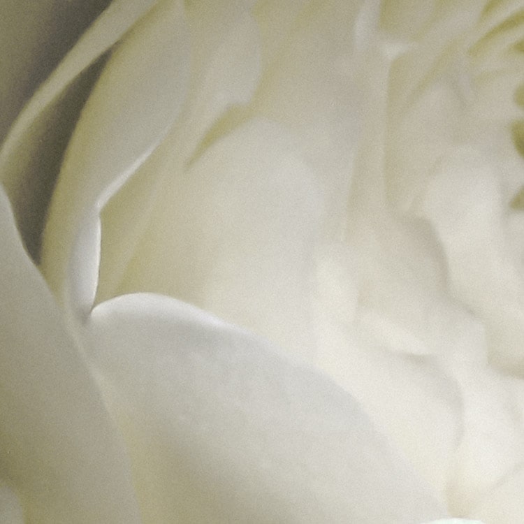 Gentle Bloom