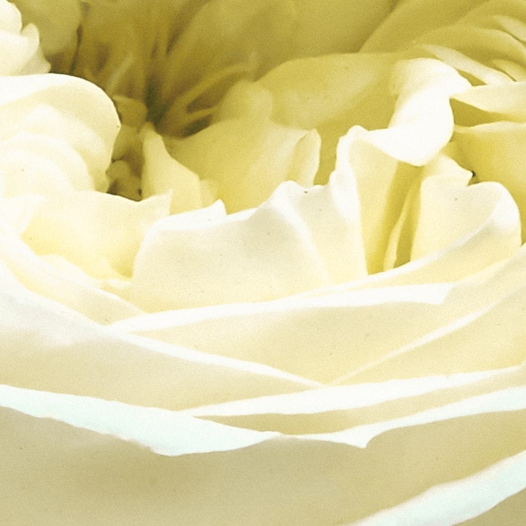 Gentle Bloom