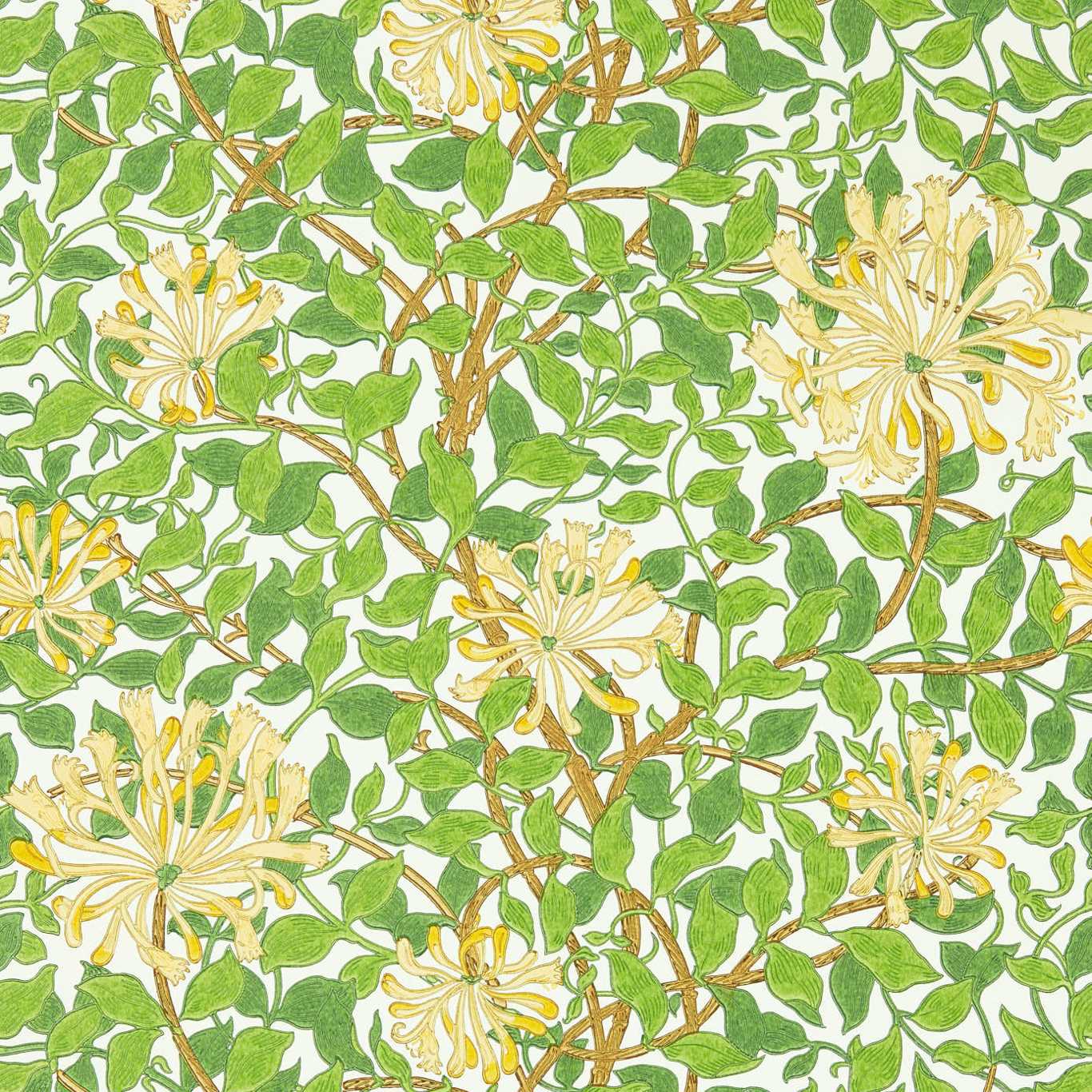 HONEYSUCKLE