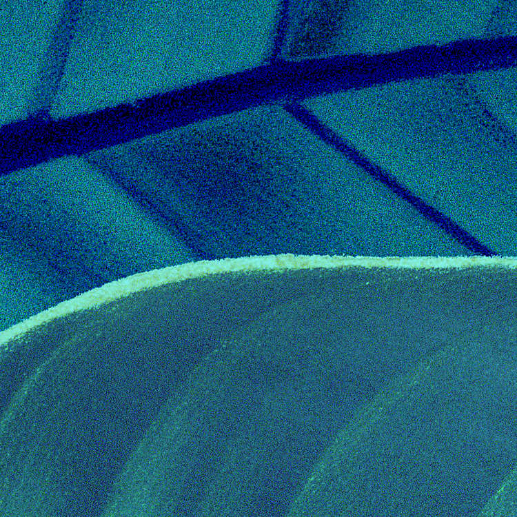 Foliage