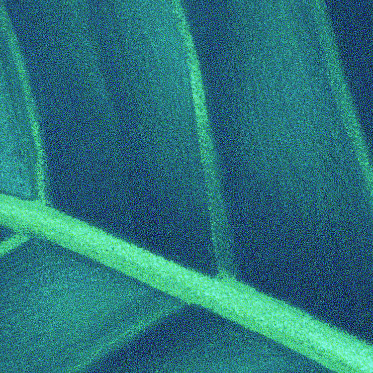 Foliage