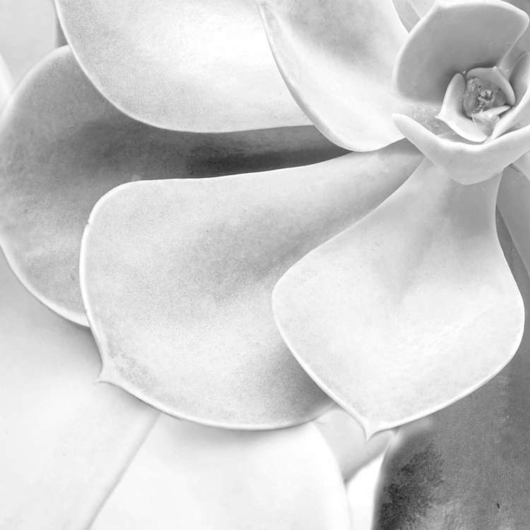 Shades Black and White