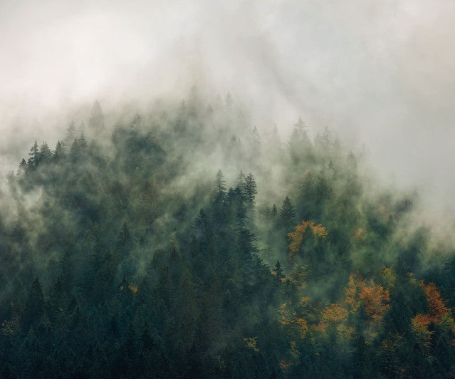 Tales of the Carpathians