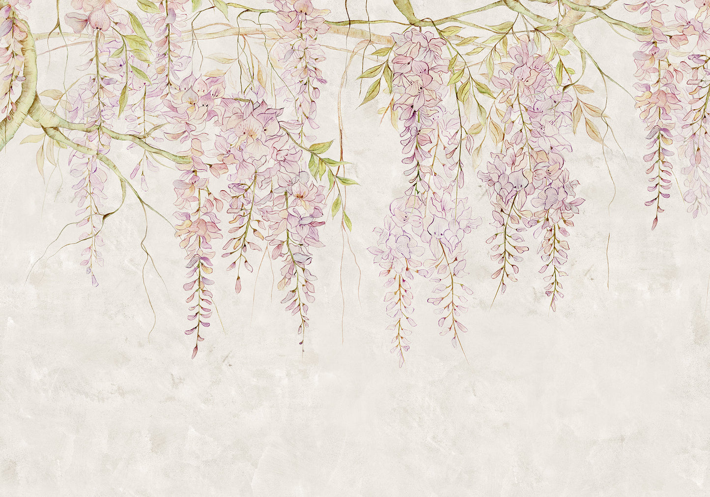 Wisteria