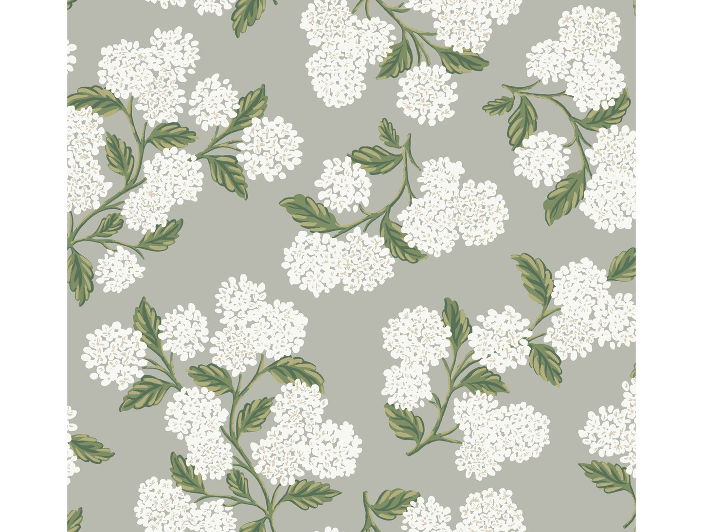 Hydrangea