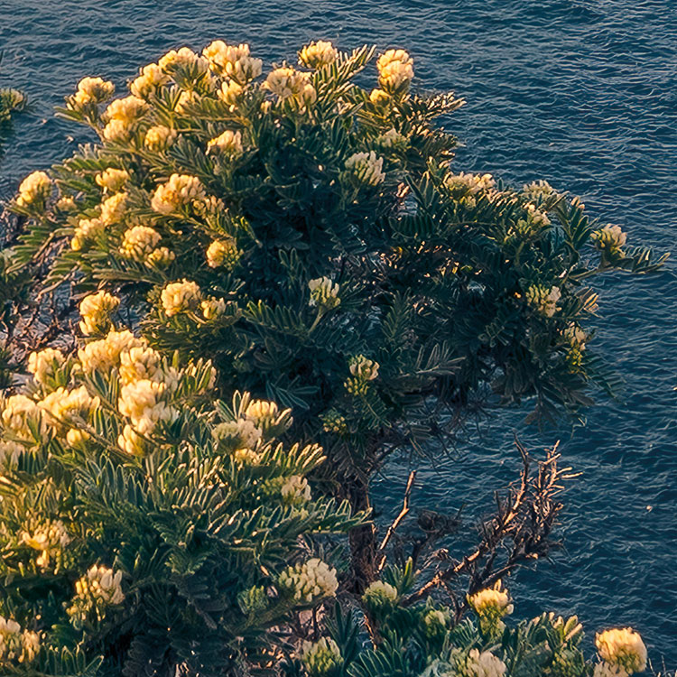 Mediterranes Spektakel