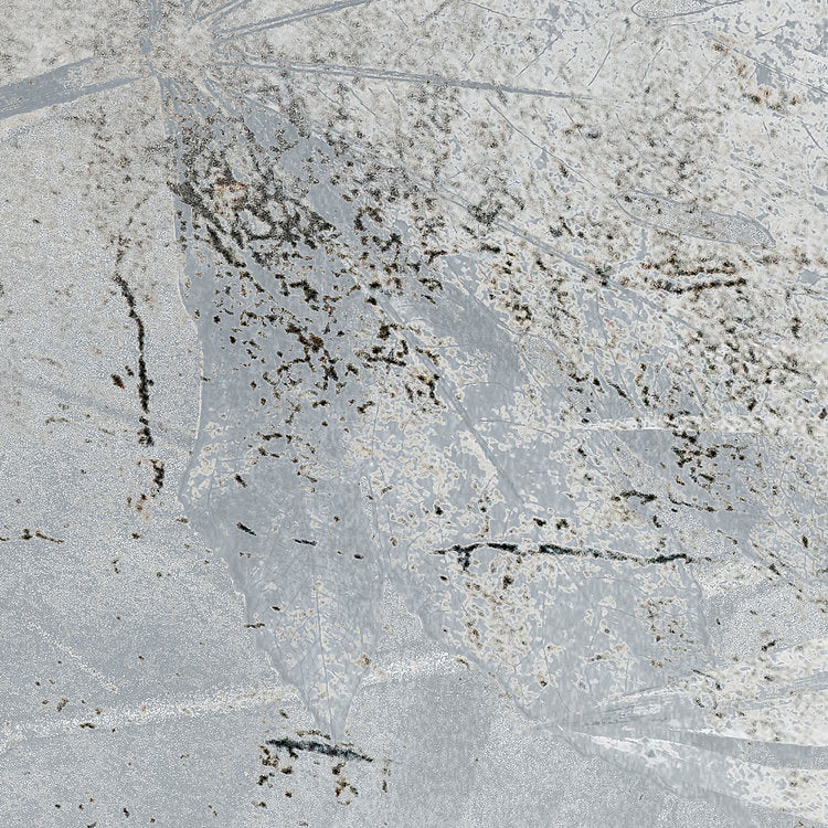 Flower Fossil