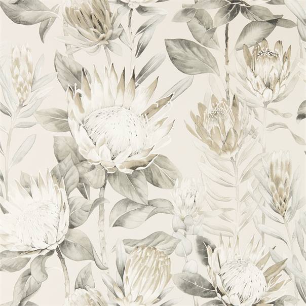 KING PROTEA