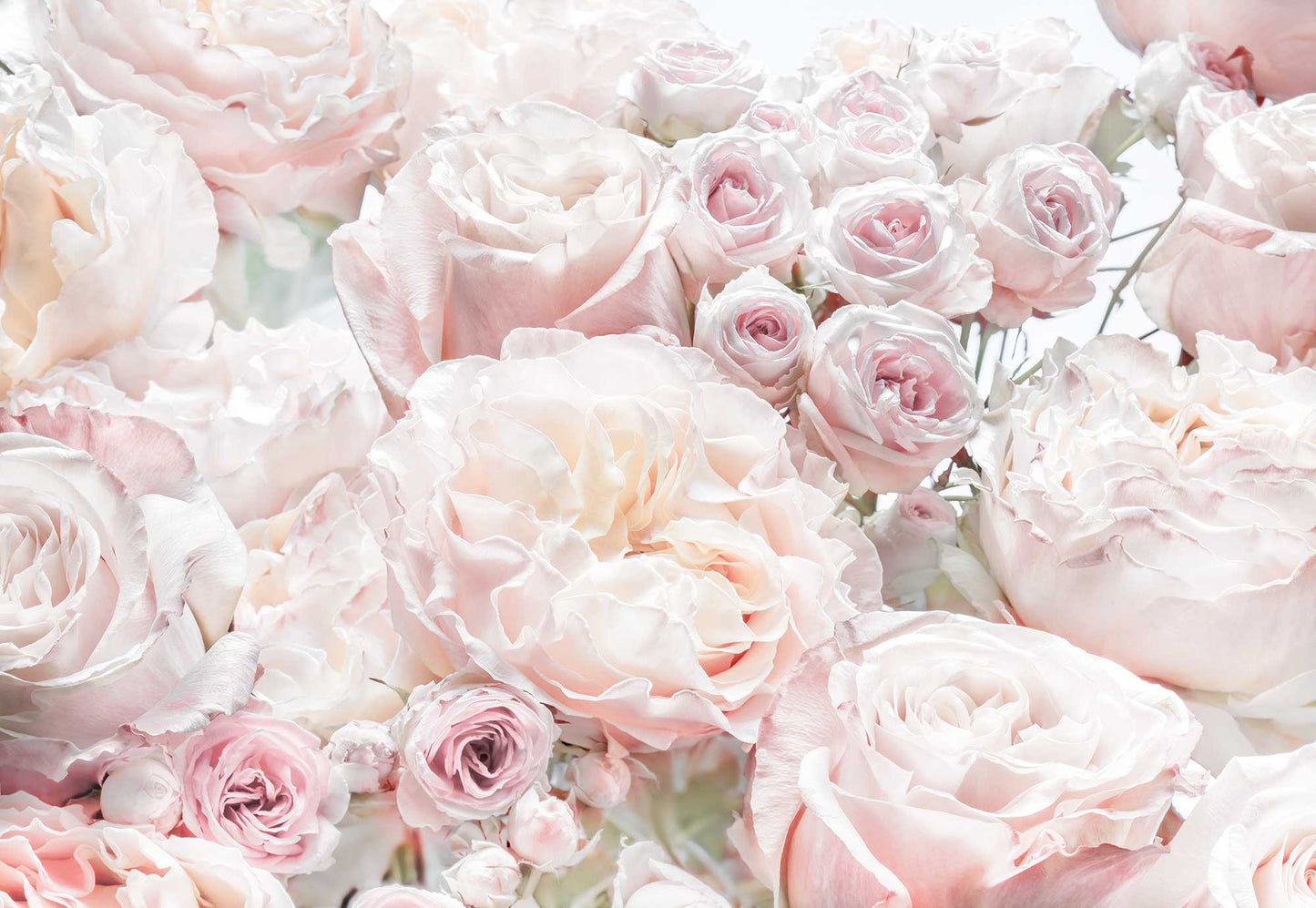 Spring Roses Mural