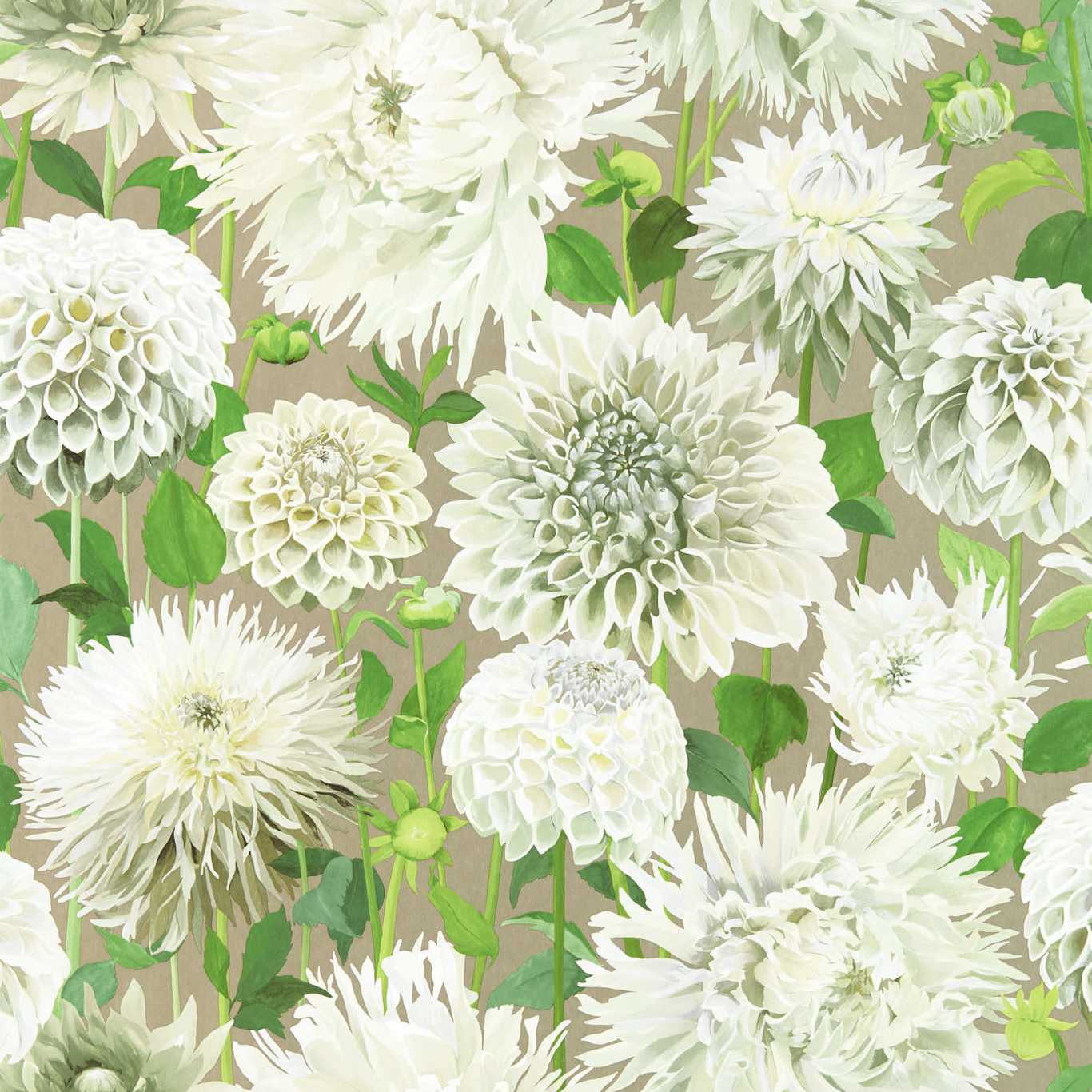 DAHLIA
