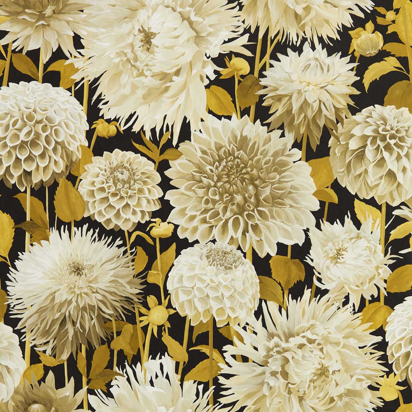 DAHLIA
