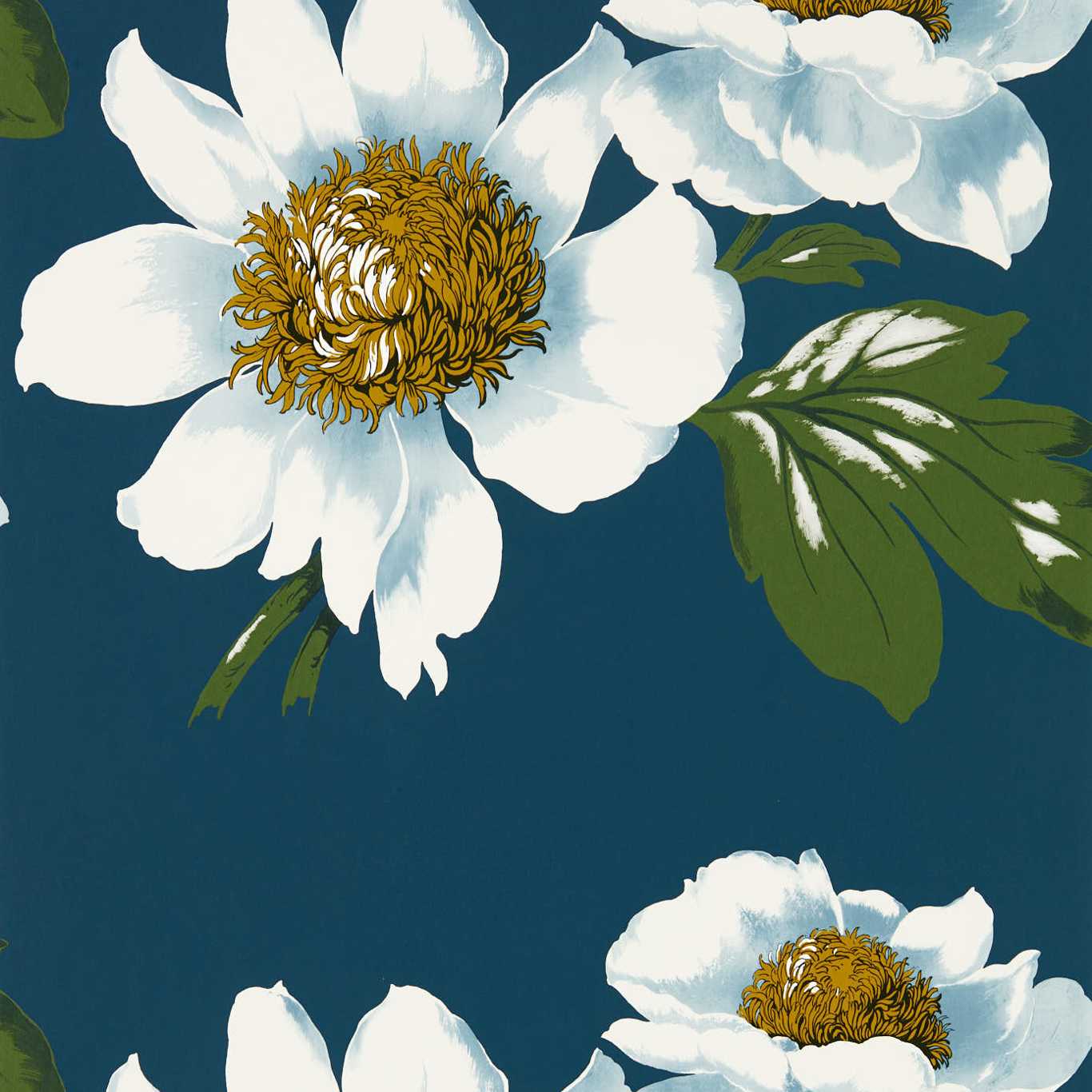 PAEONIA