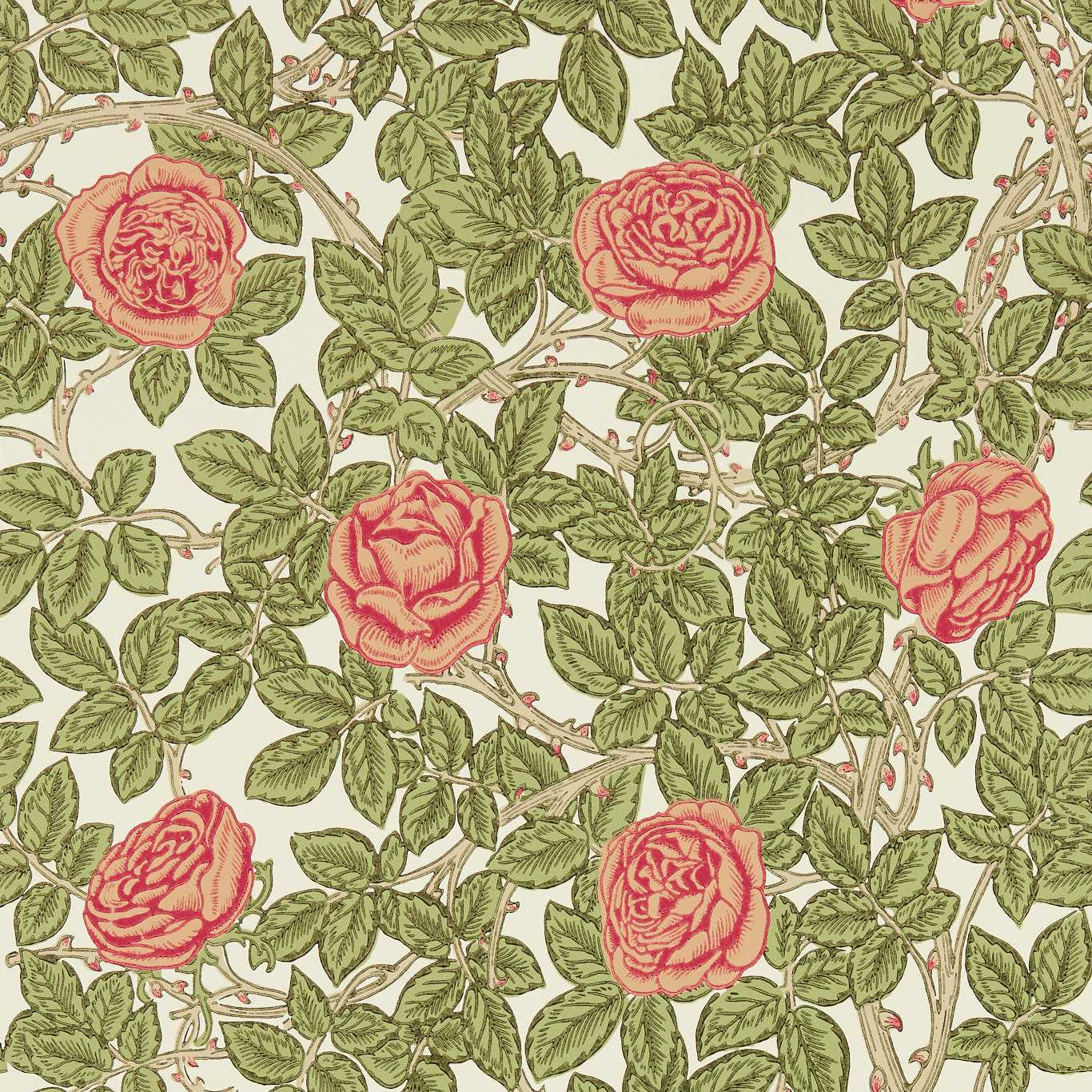 RAMBLING ROSE