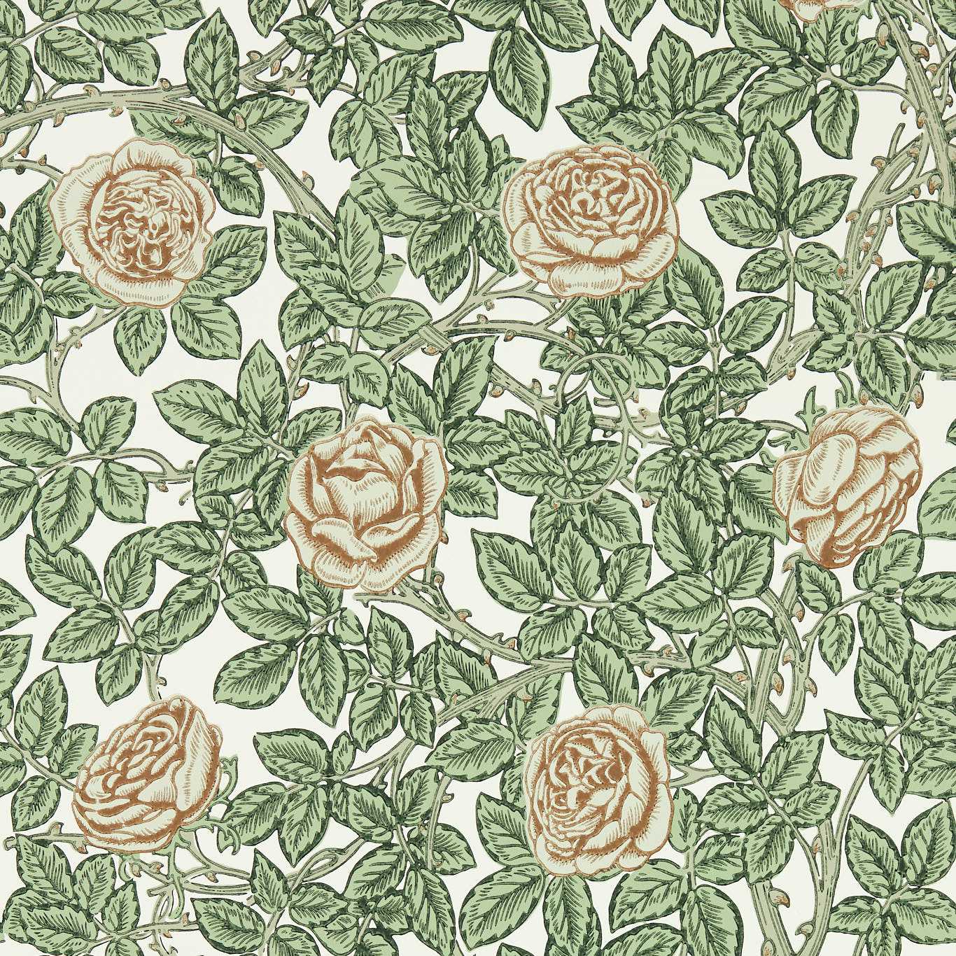 RAMBLING ROSE