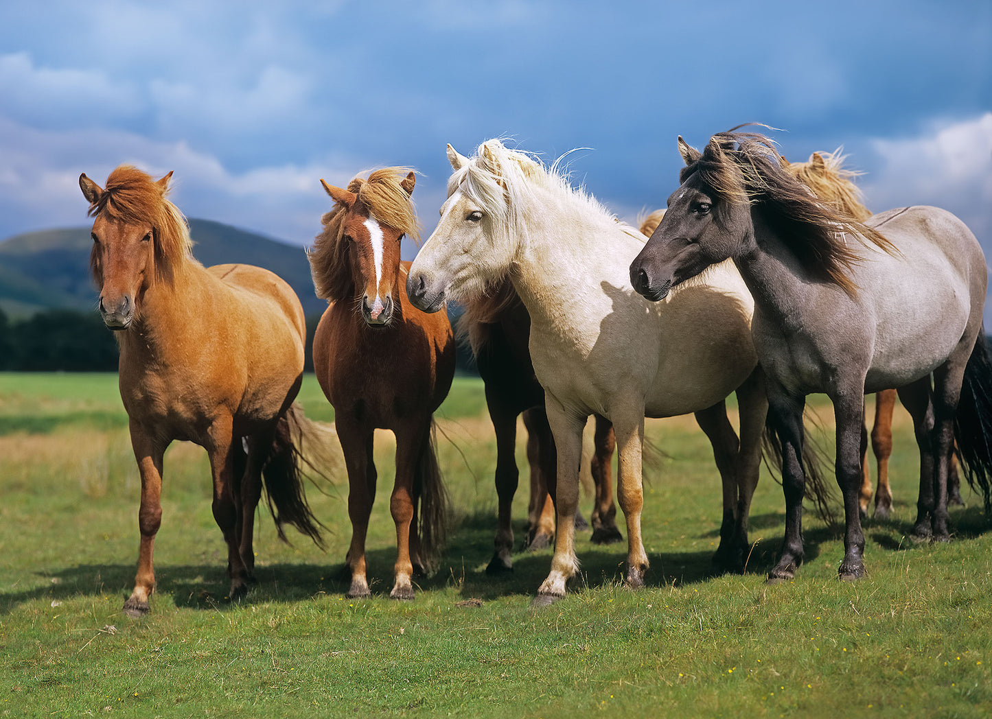 Horse Talk Wall Mural