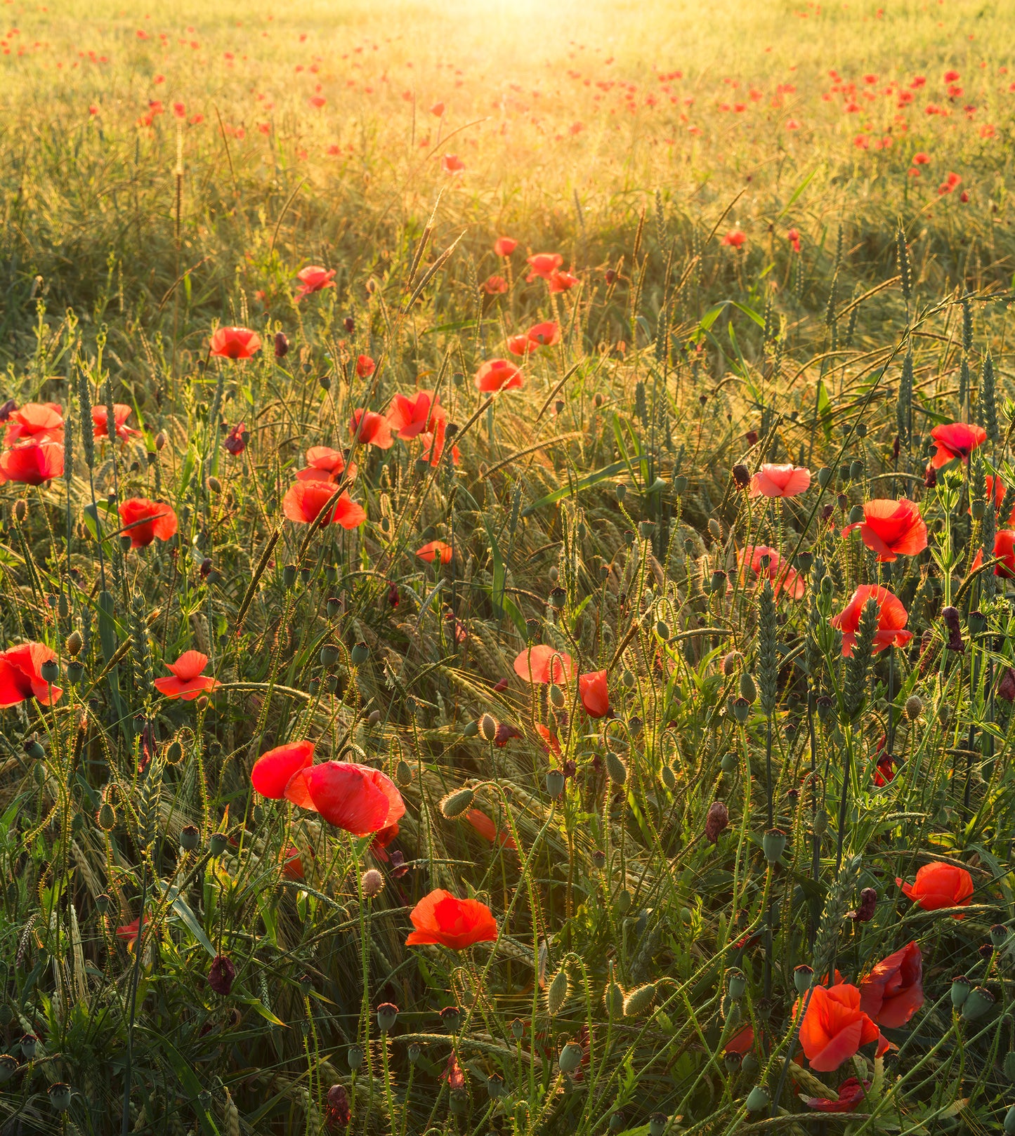 Poppy World