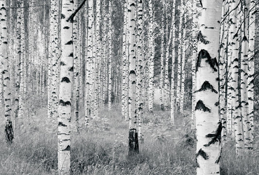 Birch Tree Forest Mural