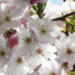 Spring Cherry Blossom[Vol.15]