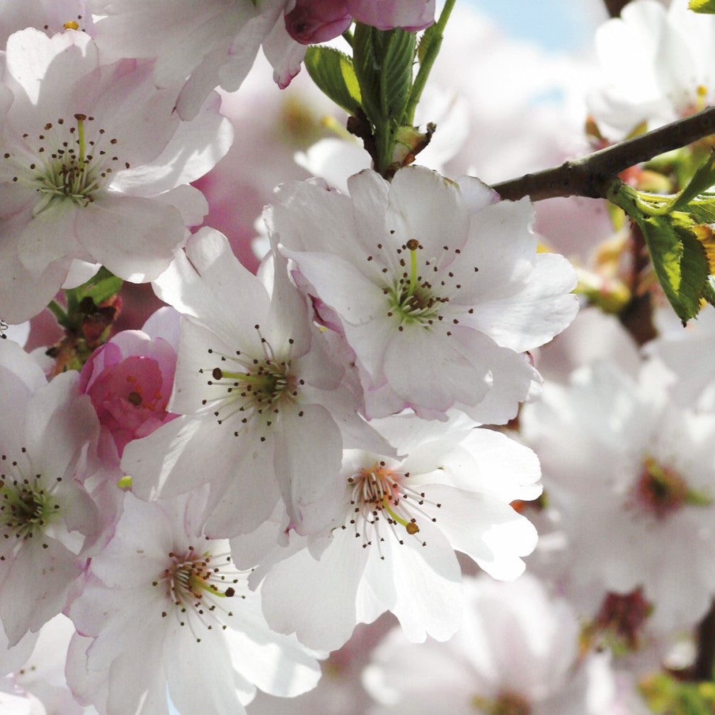 Spring Cherry Blossom[Vol.15]