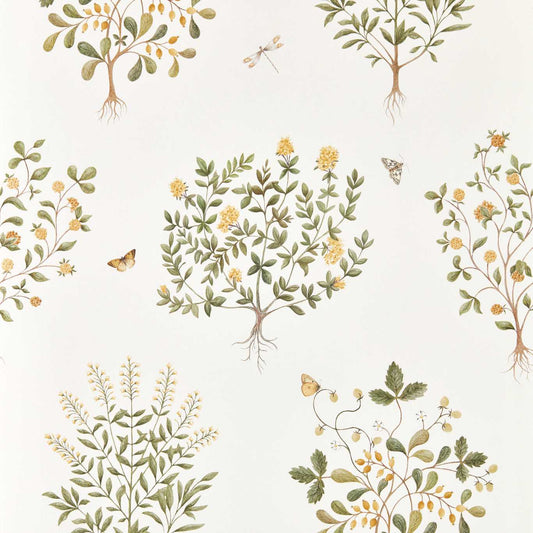 THYME WALK - Lichen & Gooseberry