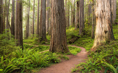 Redwood Trail