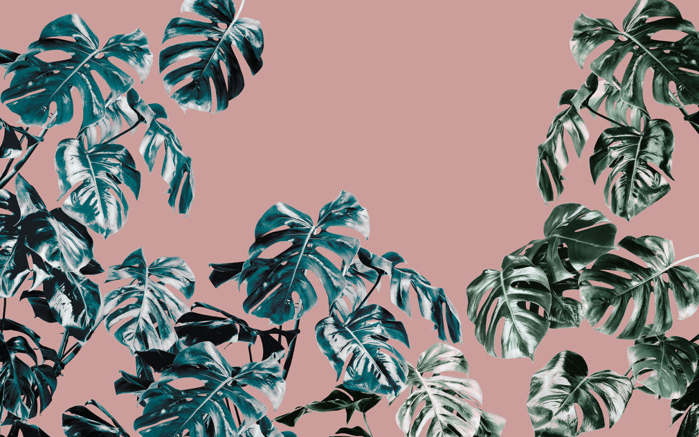 Monstera Rosé