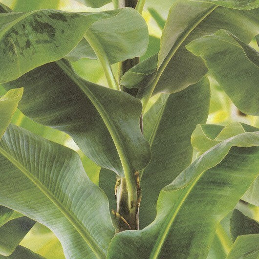 ⁠ Luscious Banana Leaf
