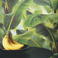 ⁠ Luscious Banana Leaf