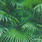 Vibrant Tropical Ferns