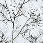 Textured Black & White Branches