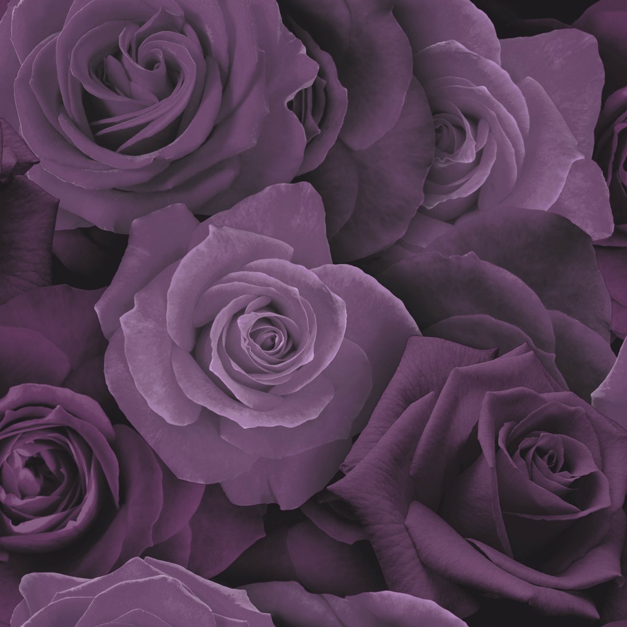 Austin Rose Purple