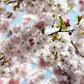 Spring Cherry Blossom[Vol.15]