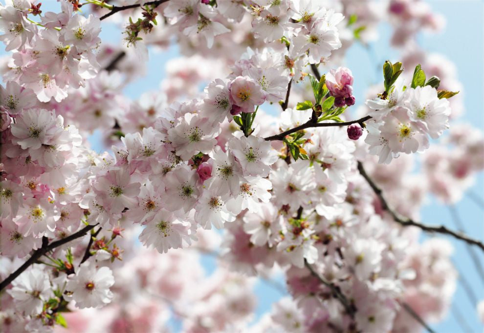 Spring Cherry Blossom[Vol.15]