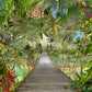 Wild Bridge Wall Mural
