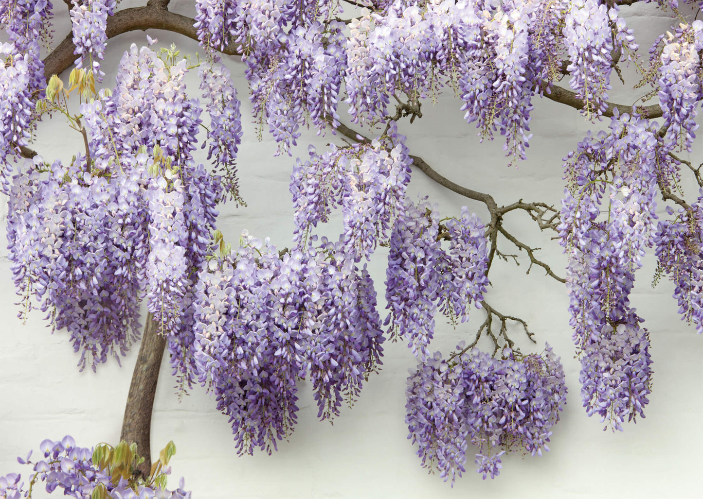 Blooming Wisteria Mural