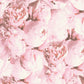 Shimmer Roses