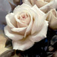 Classic White Rose