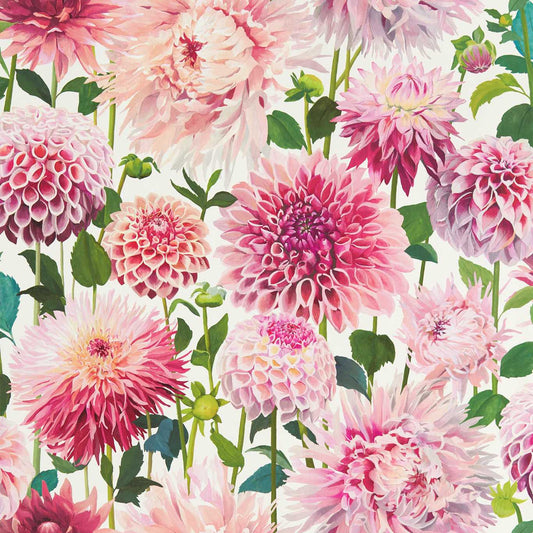 DAHLIA