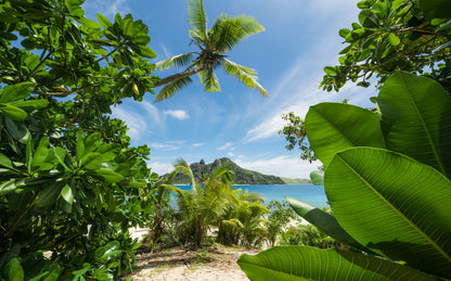 Cast Away Jungle