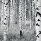 Birch Tree Forest Mural
